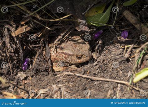 A true toad in a garden stock image. Image of frogs - 121672545