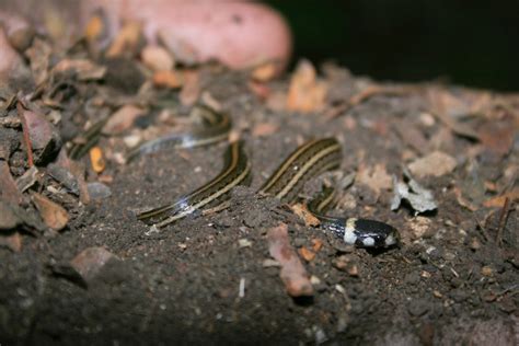 Central American Centipede Snake From Usulut N El Salvador On April