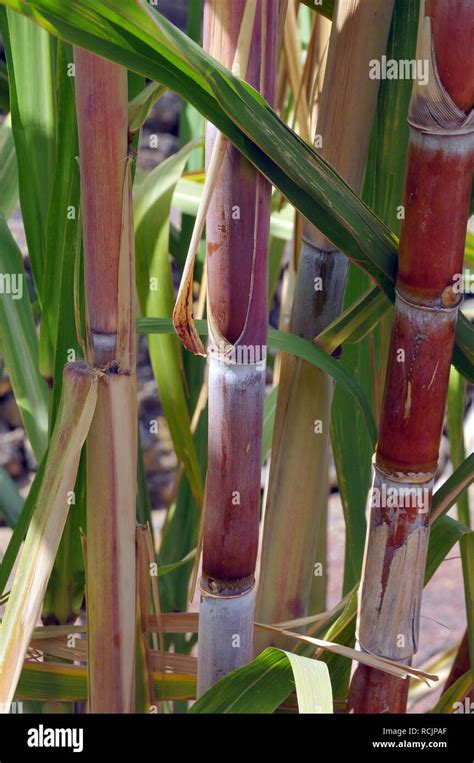 La caña de azúcar Zuckerrohr cukornád Saccharum officinarum