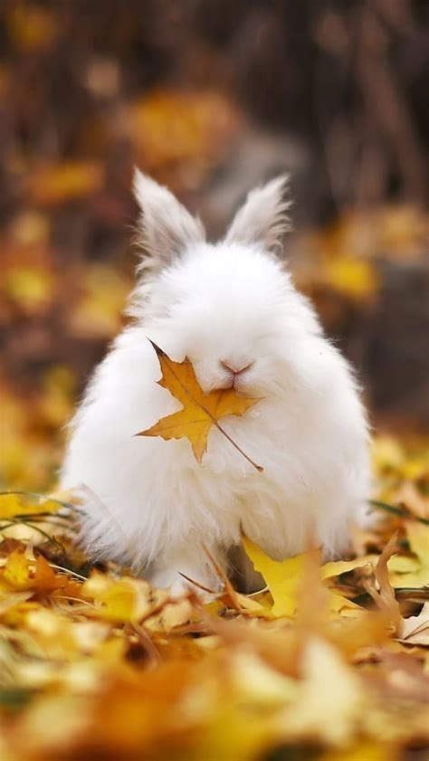 Pin By Julieta Mg On Pensamientos Cutest Bunny Ever Cute Baby