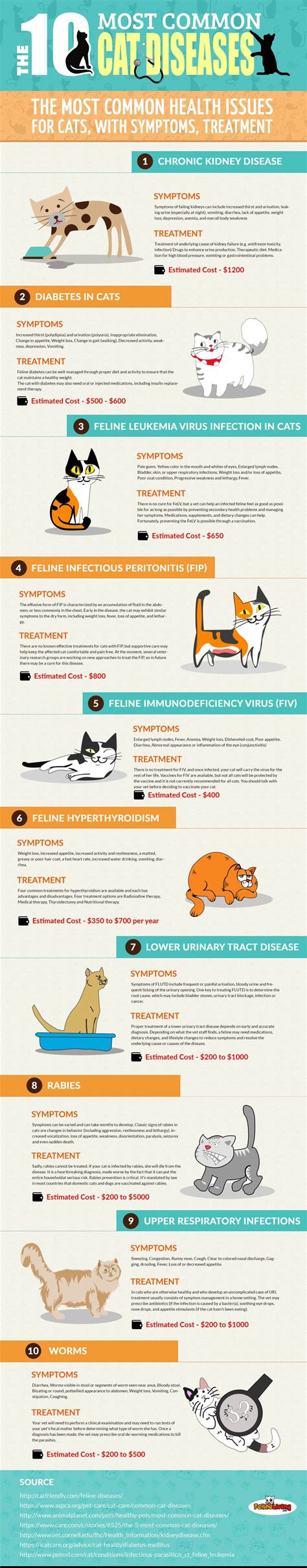 Understand The 10 Most Common Cat Diseases Katzenworld