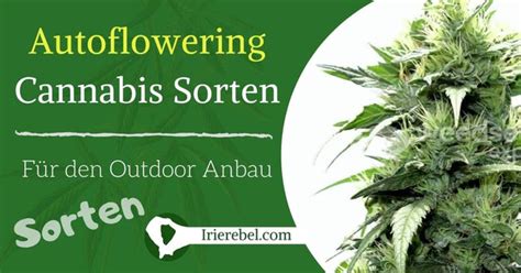 Hanfanbau Cannabis Anbau Anleitung Hanf Growguide Irierebel