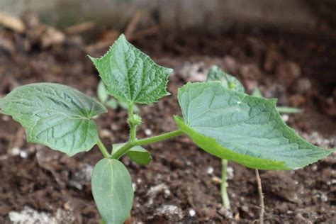 Planter le concombre Quand Comment Où Jardiner Malin