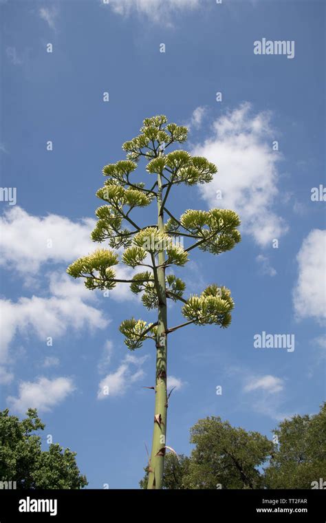 Agave cactus flower in full bloom Stock Photo - Alamy