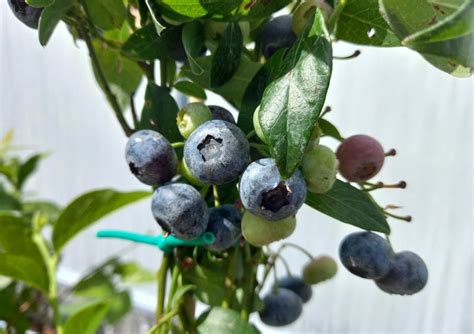 Blauwe Bessenstruiken Kopen Vanaf Fruitbomen Net