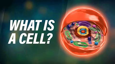 structure  function  cells clickview