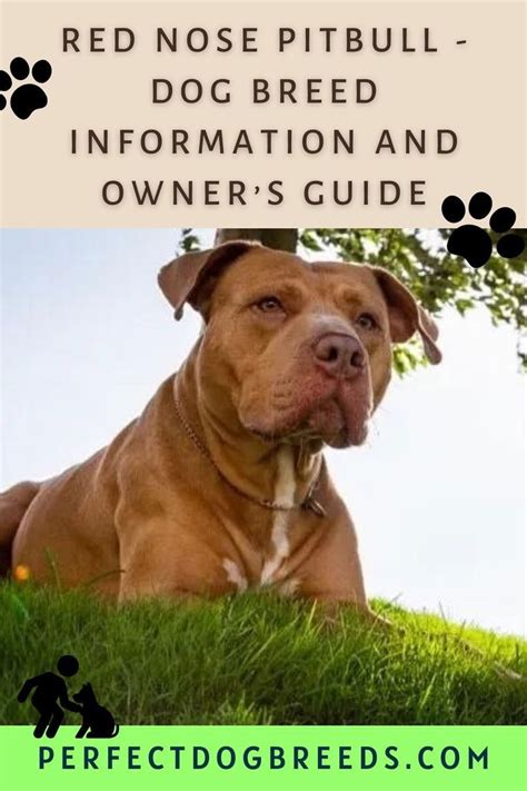 Red Nose Pitbull Dog Breed Information And Owners Guide Pitbull