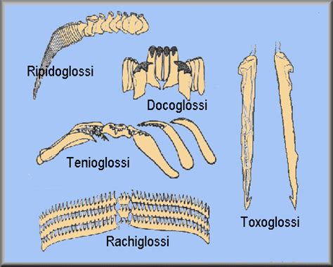 Palaeos Metazoa: Mollusca: Gastropoda: The radula