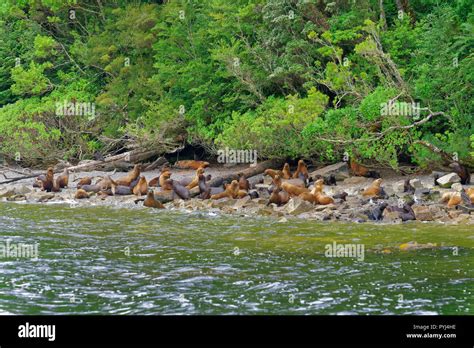 Sea Lions In Their Natural Habitat On The Coasts Of Southern Chile