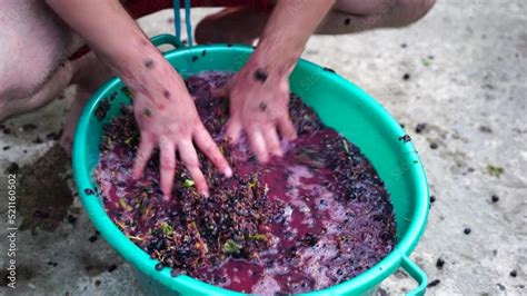 Grape Treading Or Grape Stomping In Traditional Winemaking Senior