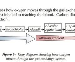 Movement Of Oxygen And Carbon Dioxide Through The Gas Exchange System