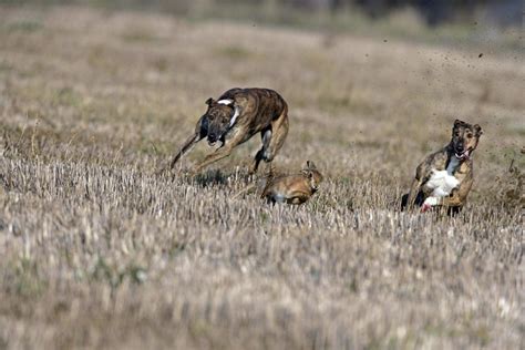 O’Keeffe comes out in support of hare coursing in Ireland - The Avondhu ...