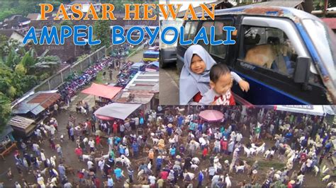 Pasar Hewan Ampel Boyolali Berkunjung Di Pasar Hewan Ampel Boyolali