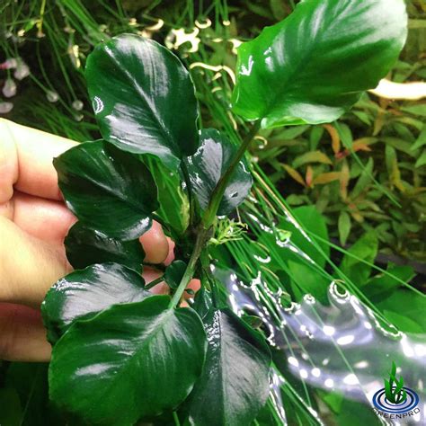 Greenpro Anubias Nana Long Wavy Loose Freshwater Live Aquarium Etsy