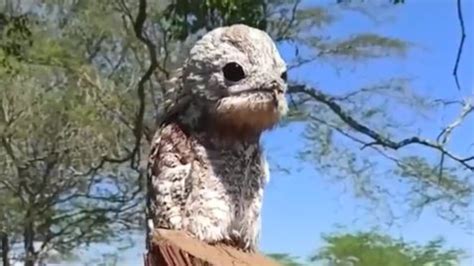 'Ghost Bird' aka Great Potoo's large eyes and haunting scream can give you goosebumps | VIDEO ...