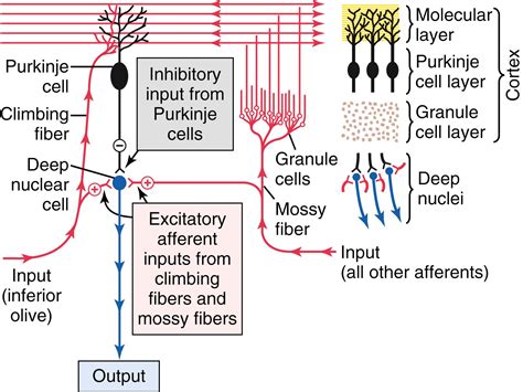 Cerebellum And Basal Ganglia Contributions To Overall Motor Control