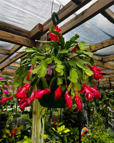 Christmas Cactus Repotting Guide Easy Steps