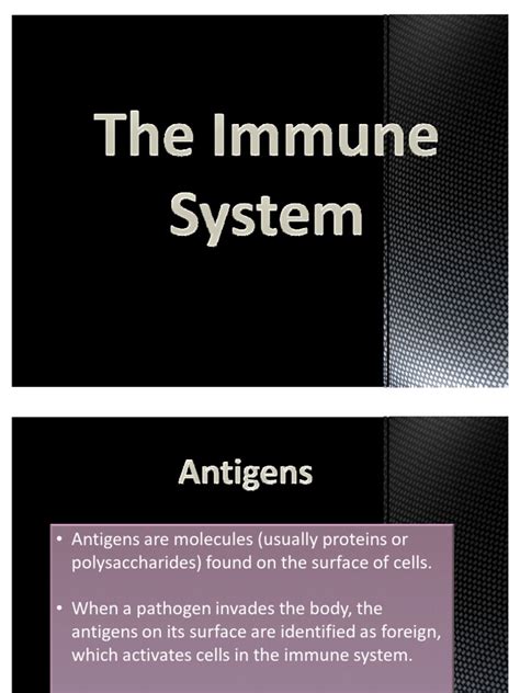 As Level Biology Aqa Immune Response Pdf Antibody B Cell