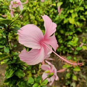 What Is The Economic Importance Of Hibiscus Flower Best Flower Site