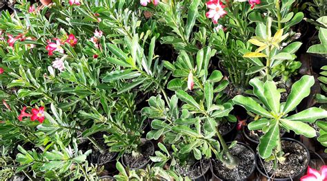 KIT mix de 4 plantas simples dobradas sem identificação Adenium