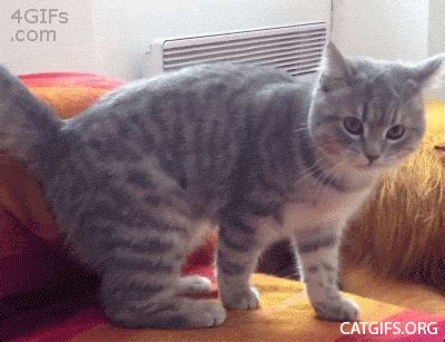 Animals Make Falling Look Very Funny (24 gifs) - Izismile.com