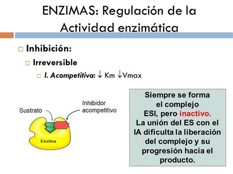 Tema Biocatalizadores Enzimas Ppt Descargar