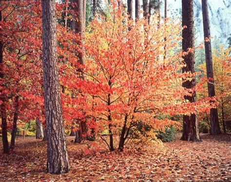 Dogwoods In Autumn Beautiful Landscapes Dogwood Landscape