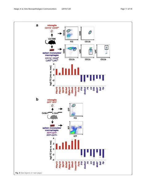 International NF Team Discovers New Markers for Microglia ...