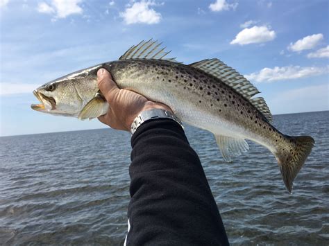 Horseshoe Beach Fishing Report: 04/2017 - Coastal Angler & The Angler ...