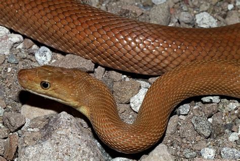 Baja California Rat Snake Bogertophis Rosaliae A Photo On Flickriver