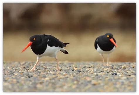 Trazan Un Plan De Acci N Nacional Para La Conservaci N De Las Aves