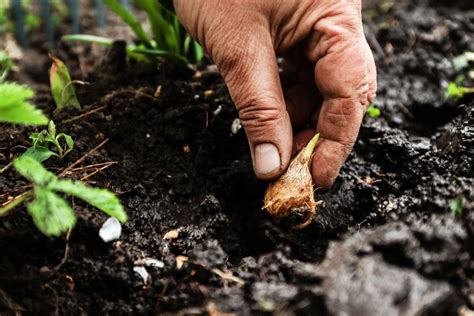 Blumenzwiebeln Richtig Pflanzen Pflegen Und Lagern Der Profi Gartner