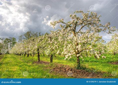 Apple Orchard In Blossom Royalty Free Stock Images - Image: 5139279