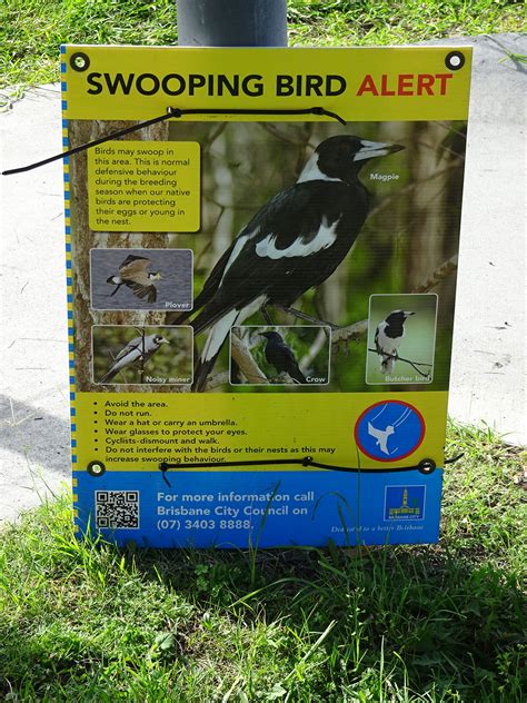 How to survive magpie swooping season - Curious