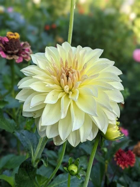 Dahlia Born Sty In The Dahlias Database