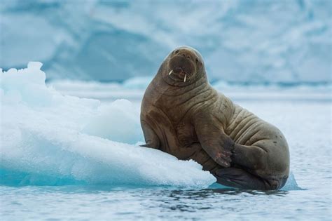 Atlantic Walrus - Arctic Genomics