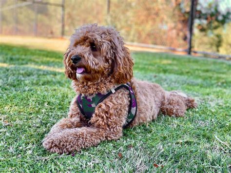 Summer Cavapoo Care - Tips To Keeping Cool - CavapooLove