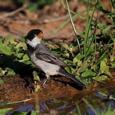 Foto Golinho Sporophila Albogularis Por Henrique Langenegger Wiki