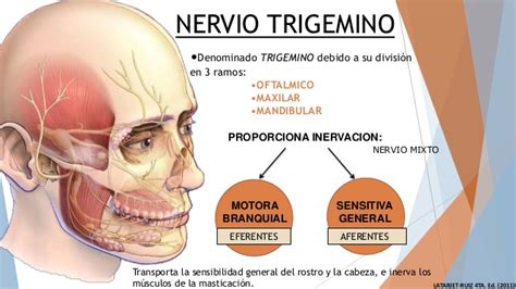 Nervio Trigémino ¿Qué es?, anatomía, función, ramas, enfermedades más