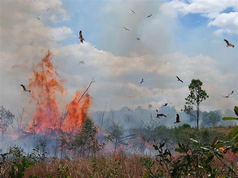 Animals and Wildfires | Ask A Biologist