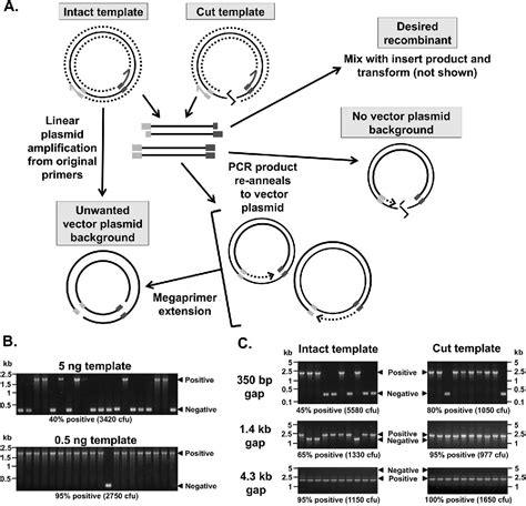 Figure 2 From A Practical Comparison Of Ligation Independent Cloning