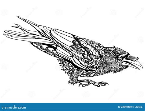 Crouched raven outline stock vector. Illustration of feathers - 23948480