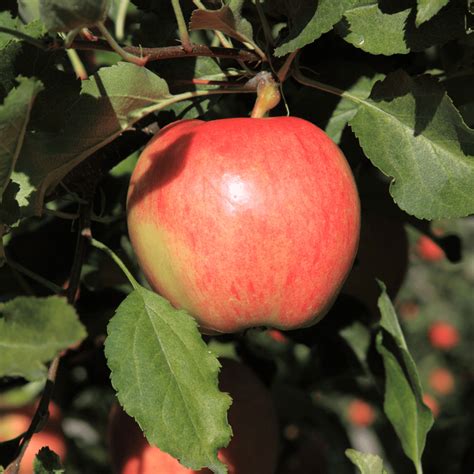 Apple, ‘Ambrosia’ – Uncle John's Home & Garden