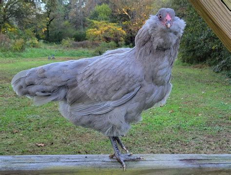 Lavender Ameraucana – The Pasture Farms