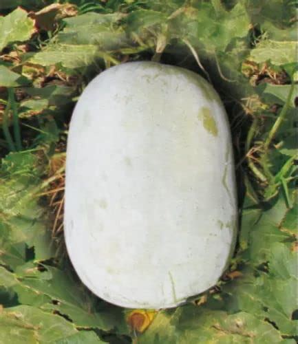 Golden Hills Farm Ash Gourdwax Gourdkumbalangapetha Vegetable Seeds