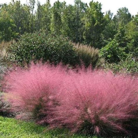 Pink Muhly Grass Gallon Pot