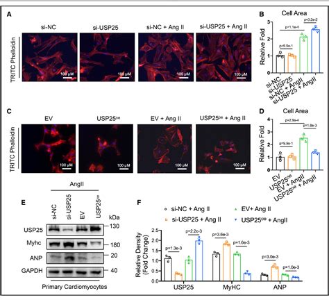 Figure From Usp Ameliorates Pathological Cardiac Hypertrophy By