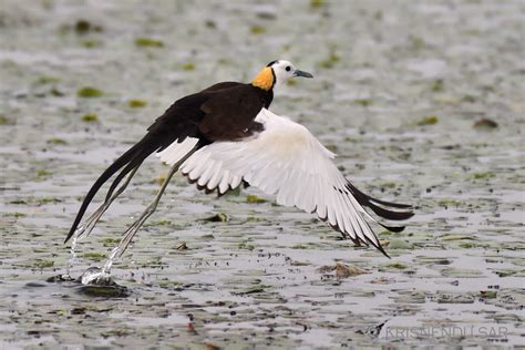 Pheasant Tailed Jacana Hydrophasianus Chirurgus Location Flickr