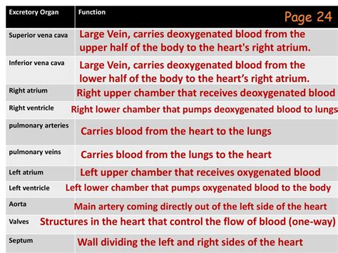 Cespuglio Frusta Fare Un Bagno Superior Vena Cava Function Bianco Come