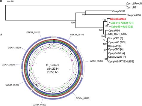 Circular Representation Of The C Psittaci 84 2334 Plasmid Sequence And